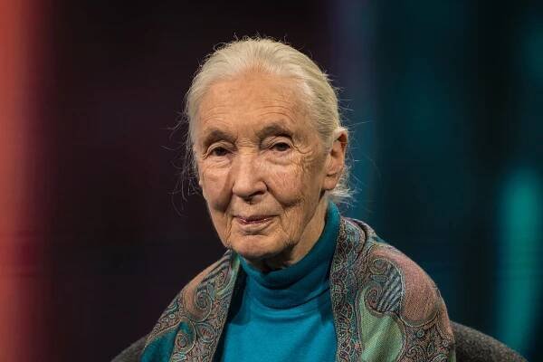 "phoenix persönlich": Verhaltensforscherin Jane Goodall zu Gast bei Theo Koll - Samstag, 02.11.2024, 0:00 Uhr