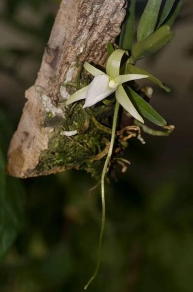 orchideje, kaktusy a jiné rostliny - petr turecký: září 2014