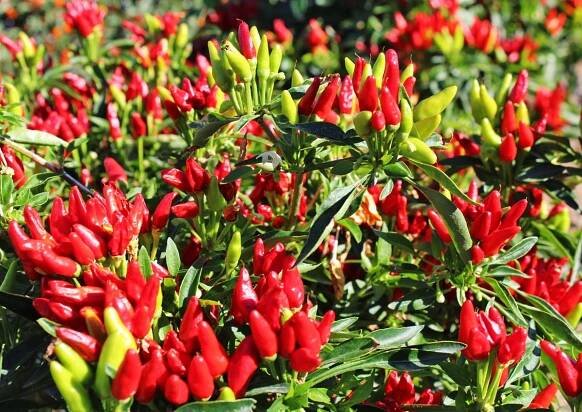 30 Different Types of Peppers From Sweet to Mild, and Truly Hot - Only Foods