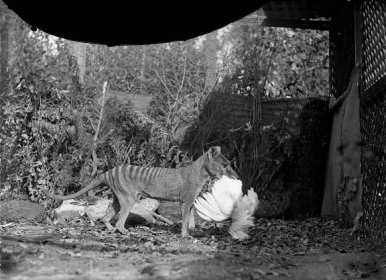 Staged Thylacine uncropped plate