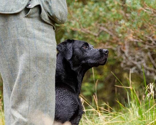 GB FTCh Riverview Farm Finalist "Brainy" - Riverview Farm Kennel - THE British Labrador Kennel -