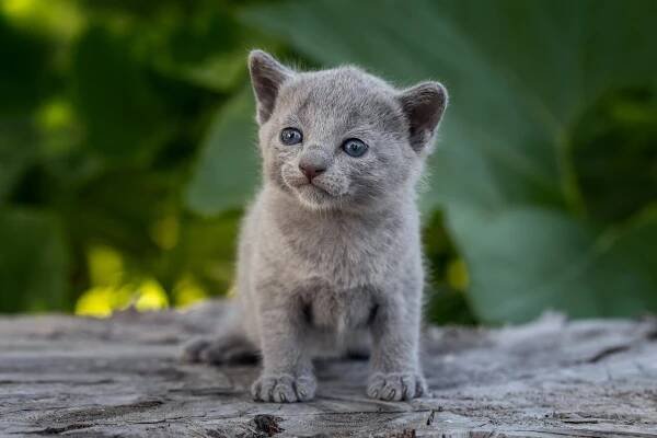 Купить русского голубого котенка. Купить котенка русской голубой. Фото котят русской голубой. Котенок русской голубой.