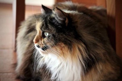 Nejoblíbenější kočky světa: Perská šlechtična - Mazličkoviny