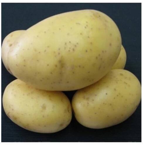 Sadbové brambory Princess - Solanum tuberosum - 5 kg