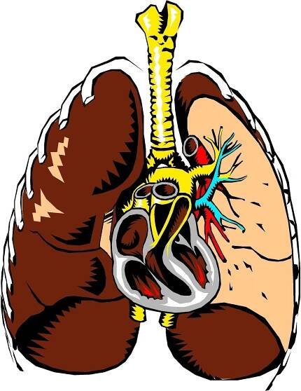 Plíce, Srdce, Anatomie, Průřez, Orgán