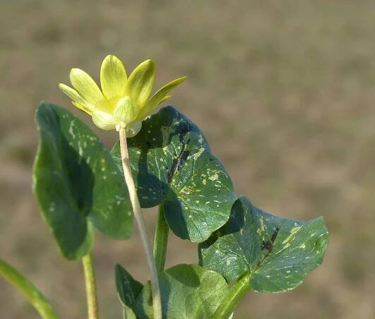 Ficaria verna Huds. - Portale della Flora d'Italia / Portal to the Flora of Italy