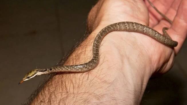 Had Madagascarophis meridionalis v Safari Parku Dvůr Králové. V přírodě žije pouze na Madagaskaru | Hradec Králové