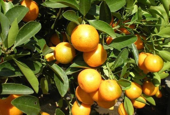 Citrus japonica