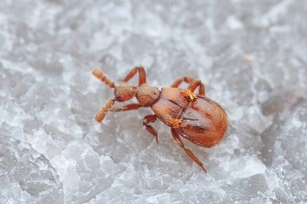 Claviger testaceus - kyjorožec narudlý | Staphylinidae - drabčíkovití | Natura Bohemica
