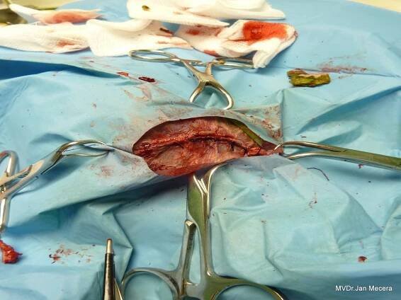 sutura kůže | Veterinární klinika – Vet Goby s.r.o.