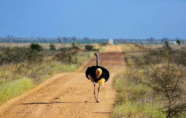 2 dny safari Tsavo East + 6 nocí Neptune Paradise