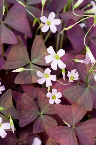 Oxalis triangularis