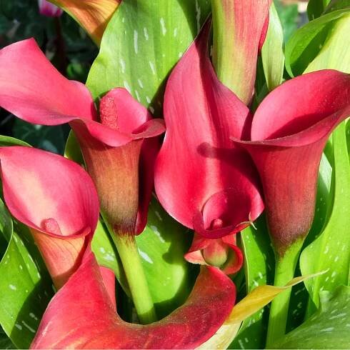 Kala Red alert – Zantedeschia – cibulky kaly