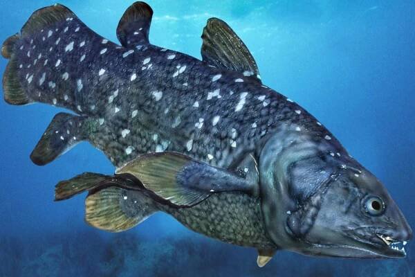 Lazarus Species: 12 'Extinct' Animals Found Alive