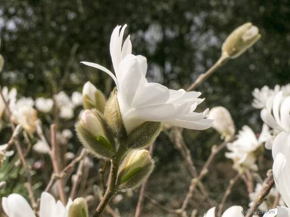 Šácholan hvězdnatý Royal Star (Magnolia stellata)