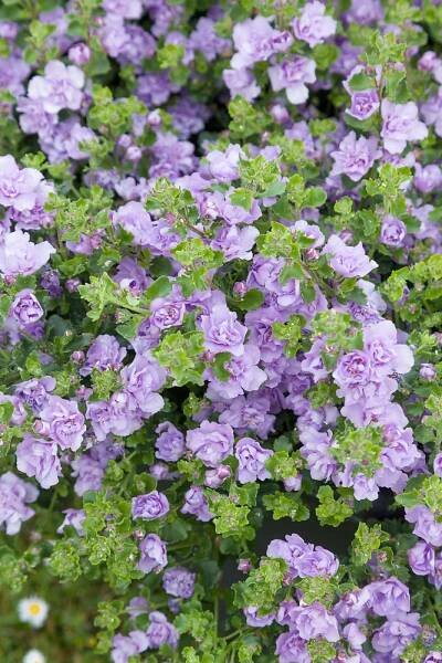Sutera Bacopa ´Double Lavender´, Bakopa plnokvětá fialová, K7