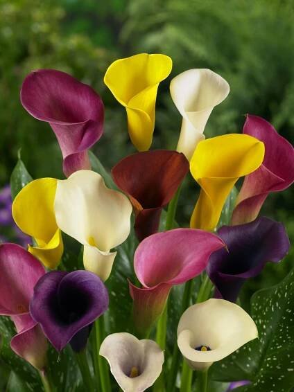 Zantedeschia Mix 3 , Kolekce 3 kal (kornoutic), bal. 3 ks, 14,+
