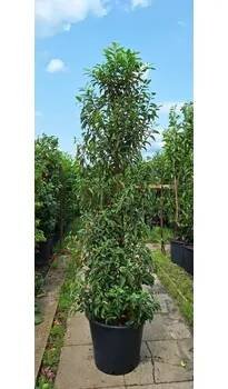 Bobkovišeň portugalská ´ANGUSTIFOLIA´ 180-200 cm, (kontejner)