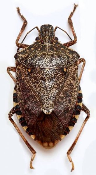 Obrázek - Halyomorpha halys (kněžice mramorovaná) | BioLib.cz