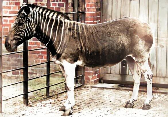 Zebra kvaga – Wikipedie