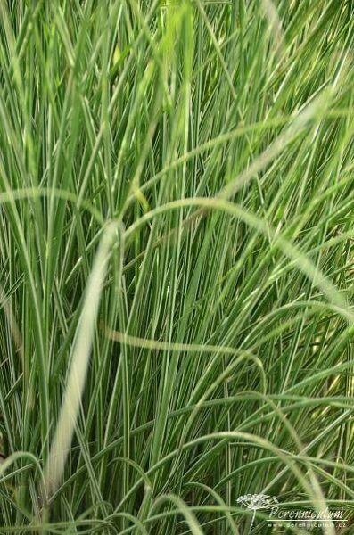 Miscanthus sinensis 'Morning Light' | Perenniculum