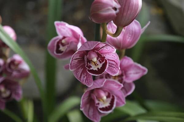 Botanická zahrada zahájila sezonu. Představí umění vábení v rostlinné říši