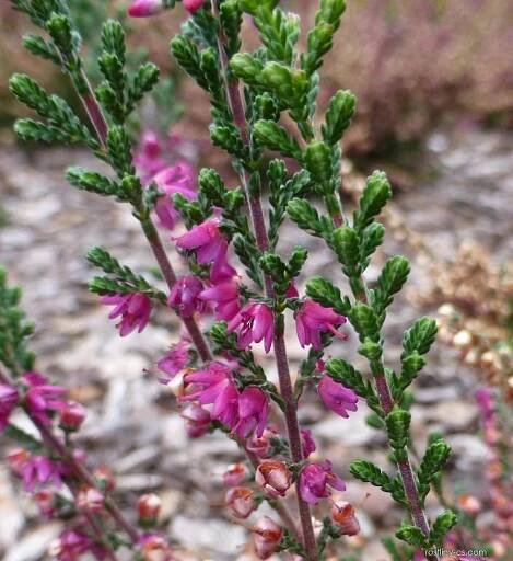 Vřes obecný Red Pimpernel - větévky s květy (Calluna vulgaris)