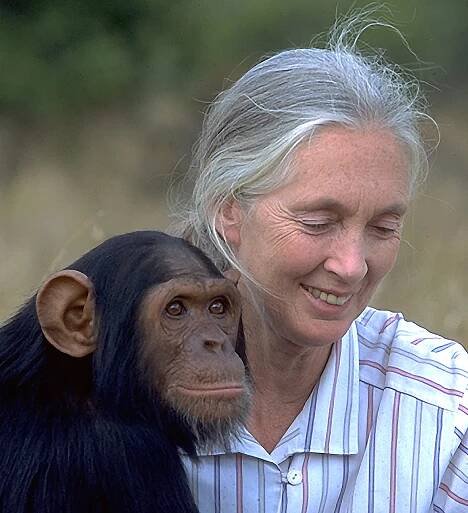 Nedávejte chudým Afričanům kozy a krávy. Škodíte jim i přírodě, říká primatoložka Jane Goodallová - Zvirecizpravy.cz