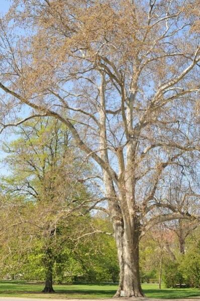 Platan javorolistý/Platanus acerifolia