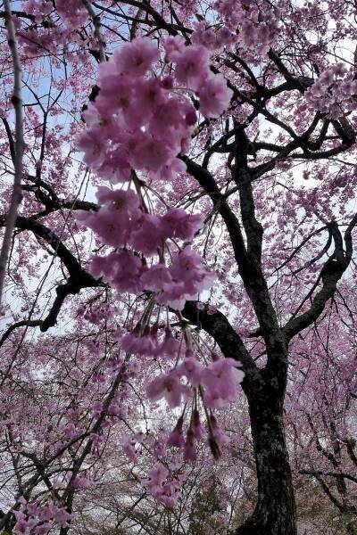 Sakura – japangie