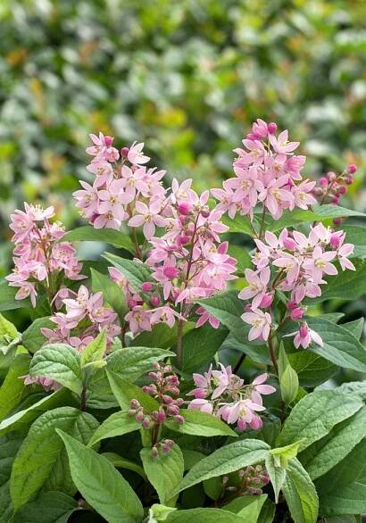 Deutzia x hybrida ´Strawberry Fields´ , Trojpuk , 25-30 cm, C3