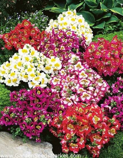 Klanokvět - Schizanthus wisetonensis - Jemné květy pro zářivé obruby - Čerstvá semena