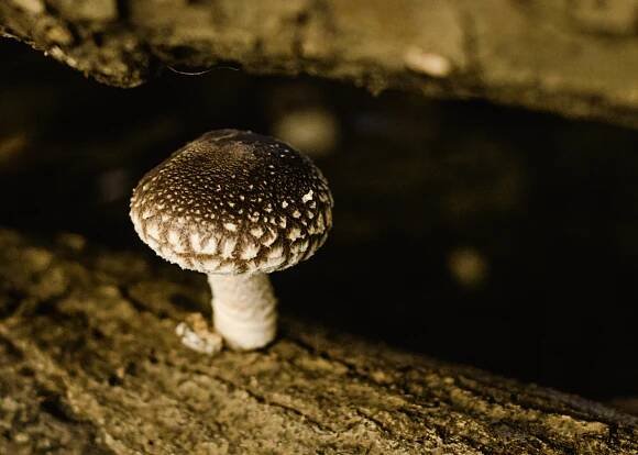 True Shiitake: lahodná chuť umami zrozená z přírody | Luxus.cz