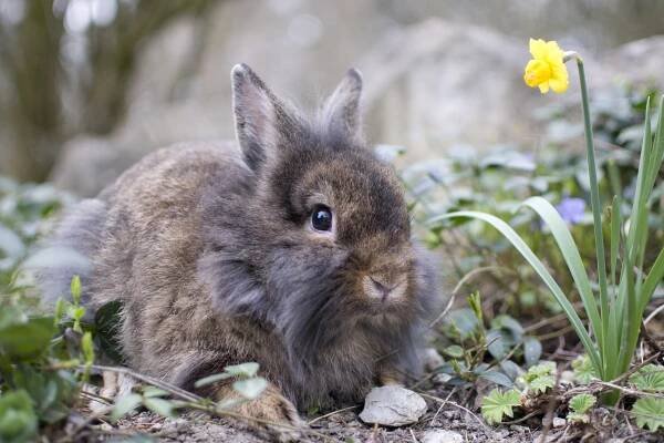 Osterputz im Zoo Schmiding – jetzt kann der Osterhase kommen! – Zoo und Aquazoo Schmiding