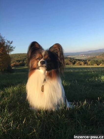 Nabízím ke krytí papillona (malý kontinentální španěl)