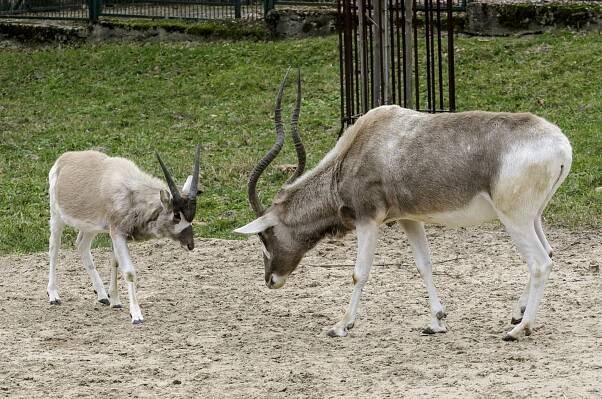 V bratislavskej zoo sa narodila samica ohrozeného druhu antilopy. Adax núbijský v súčasnosti patrí medzi...