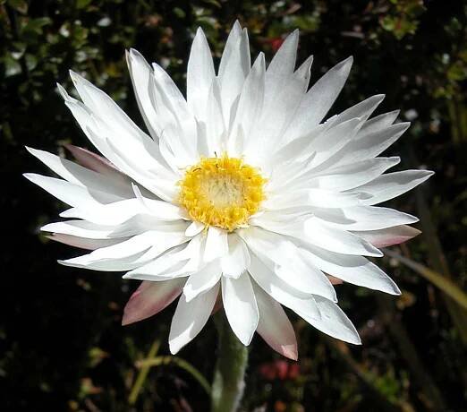 Jak se Helichrysum rozmnožuje?