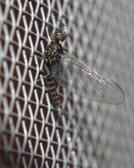 Soubor:Baetis tricaudatus male imago.jpg – Wikipedie