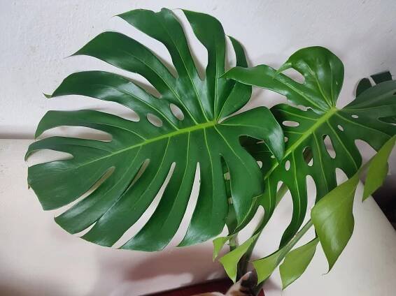 Monstera deliciosa - vrcholový řízek #1
