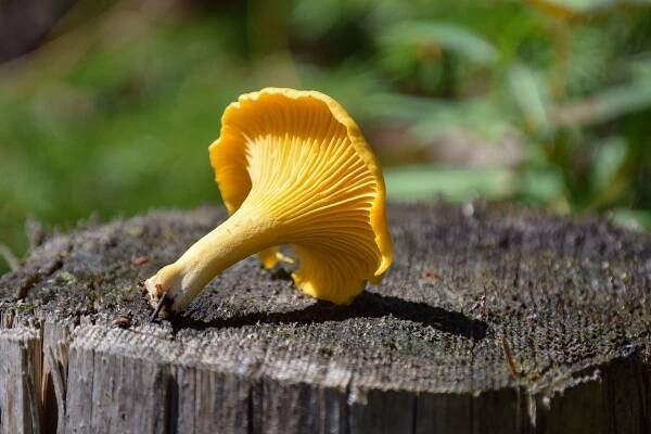 Hledání potravy podél severního pobřeží 500 – Severní pobřeží 500