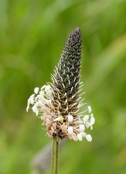 Soubor:Plantago lanceolata2.jpg