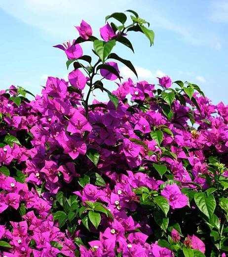 bougainvillea