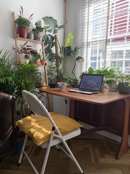 House plant addicts – look no further