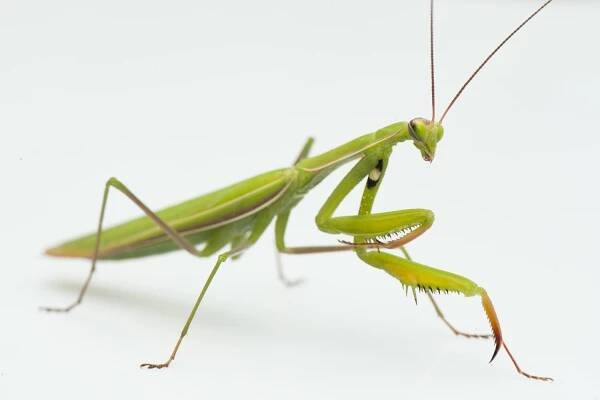 What Do Roaches and Praying Mantids Have in Common?