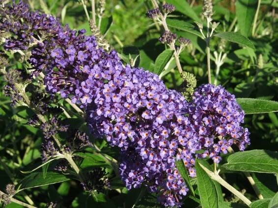 Buddleia davidii Ellen´s Blue