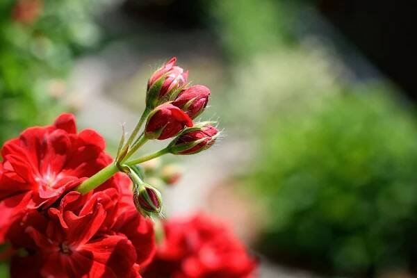 Nejen krásné balkonovky: pelargonie lze využít i v kuchyni nebo domácí kosmetice