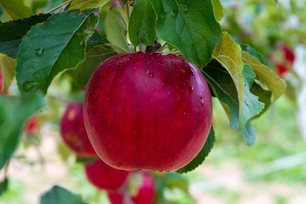 Frische Bio-Äpfel - 4 verschiedene Sorten