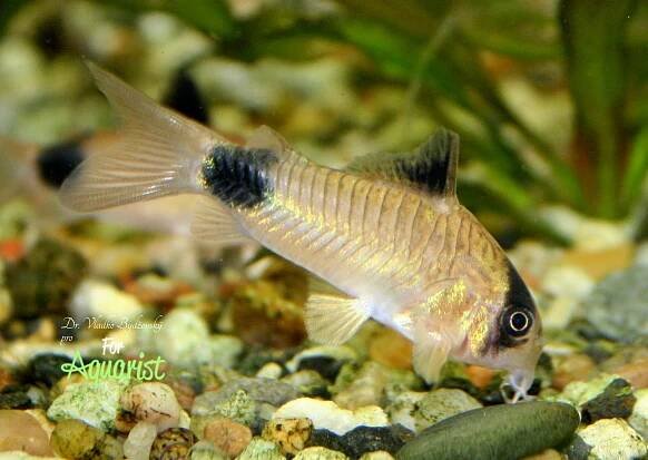 Corydoras panda / Hoplisoma panda neboli pancéřníček panda