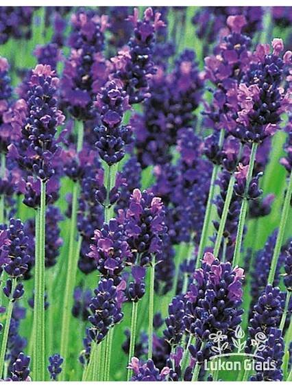 Lavandula angustifolia HIDCOTE COMPACT BLUE - levandule úzkolistá - Lukon Glads s.r.o.
