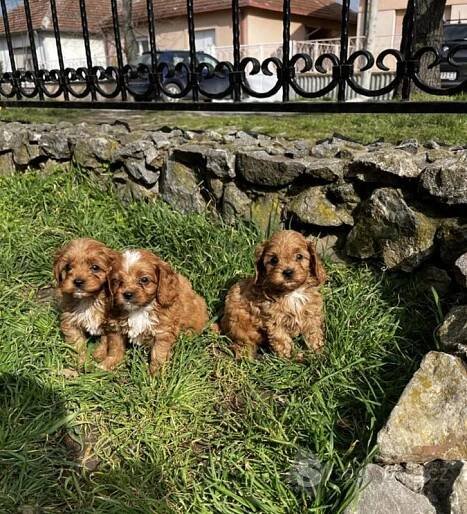 Cavapoo štěňata na prodej
